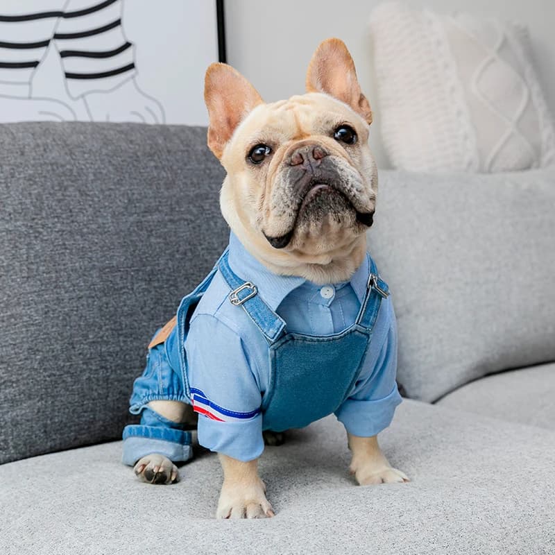 🐾 Salopette Jean Denim pour Bouledogue Français